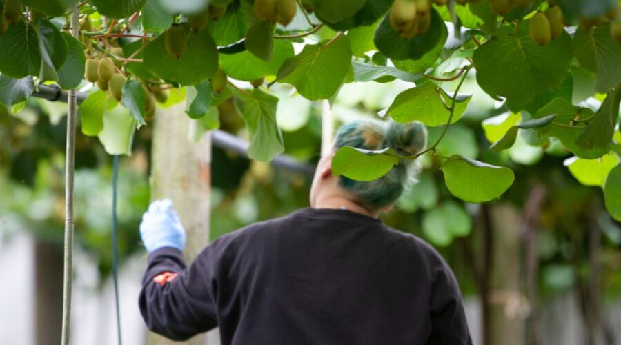 Beyond the Kiwifruit: A Journey Through the Heart of the Western Bay of Plenty