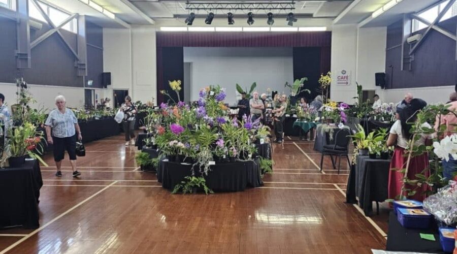 Orchid Extravaganza Flourishes in Te Puke Despite Rain