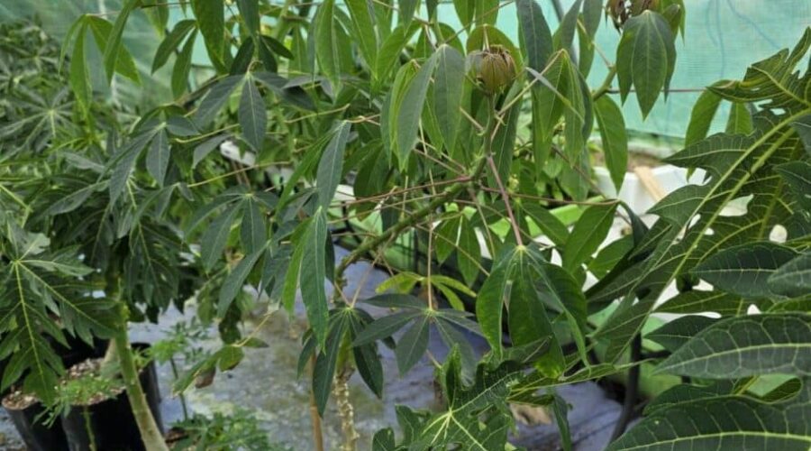 From Kiwifruit to Jackfruit: French’s Farm Blooms as Te Puke’s Tropical Paradise