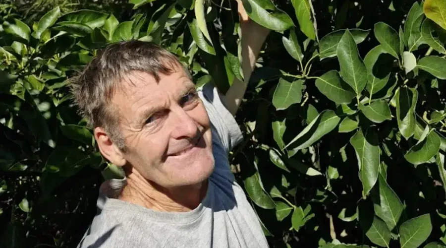 New Avocado Variety Perfect for Home Orchards