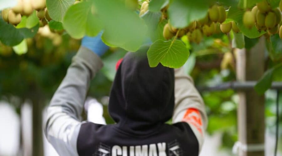 Bumper Kiwifruit Harvest Delivers for Growers, Despite US Tariff Talk