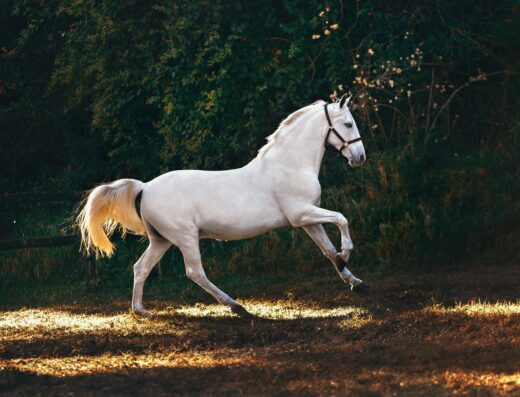 Horse programme term 1