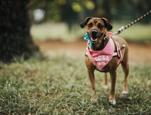 Paws at the ready, pooches! Summer is officially on its way