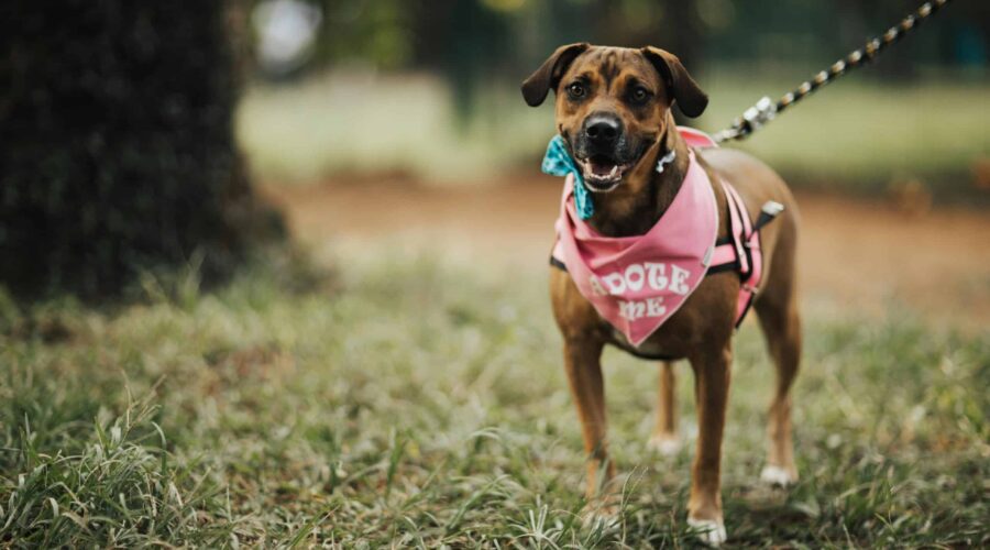 Pawsitive Fun: Western Bay Wander Walks Kick Off at Te Puna Quarry Park!
